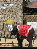 Elephant Show12